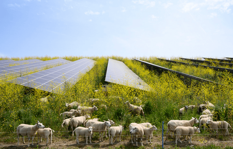 sheep solar
